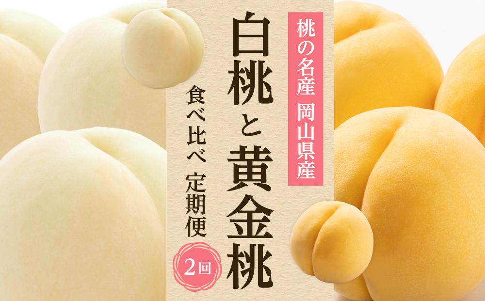 フルーツ 2025年先行予約 岡山県産 桃 食べ比べ 定期便 2回コース（白桃・黄金桃）