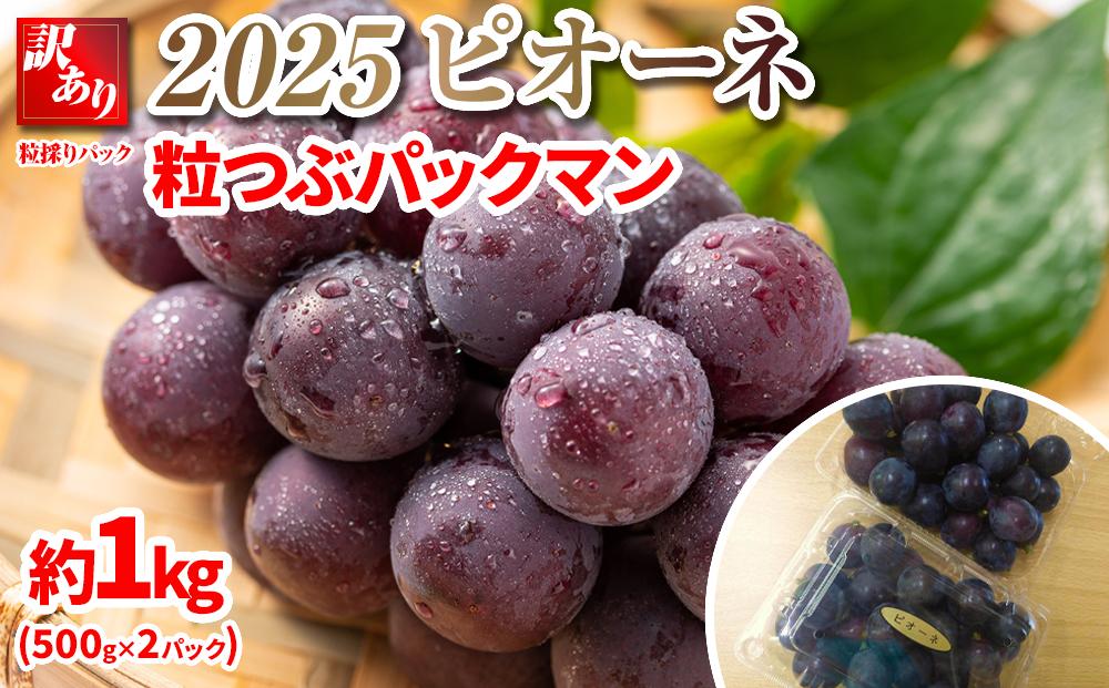 【先行予約】2025　ピオーネ 　粒つぶパックマン【訳ありパック】2パック 　約1キロ　長野県産【10月初旬頃～順次発送予定】 国際特許有機肥料栽培