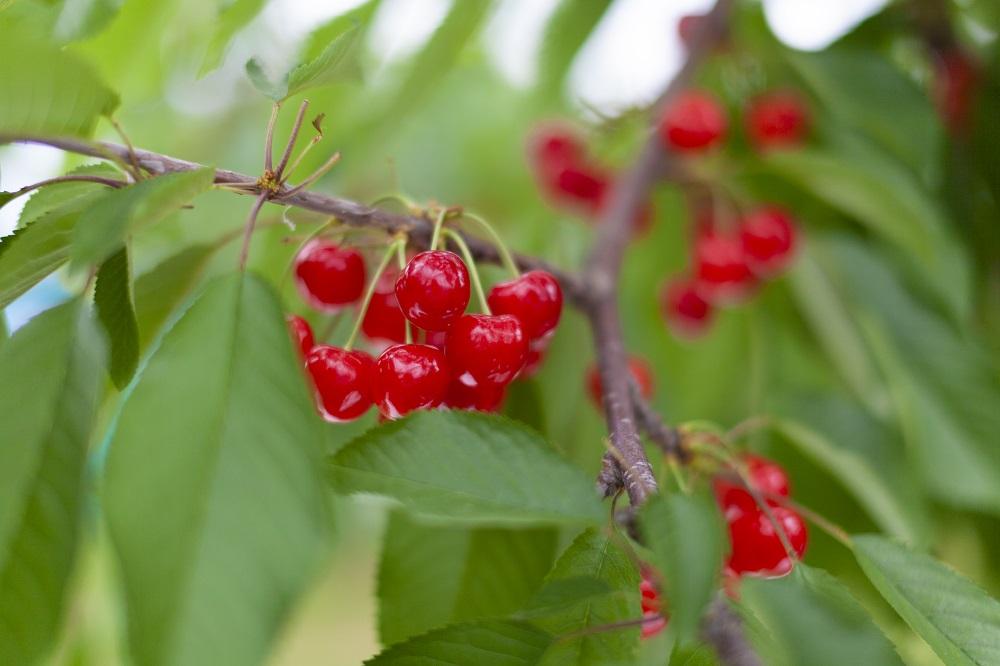 【2025年発送】さくらんぼ　紅秀峰　秀L-2L　200ｇ×8　バラ詰め