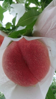 【2025年発送】山形県産　黄桃【品種おまかせ】秀　5kg　13～20玉