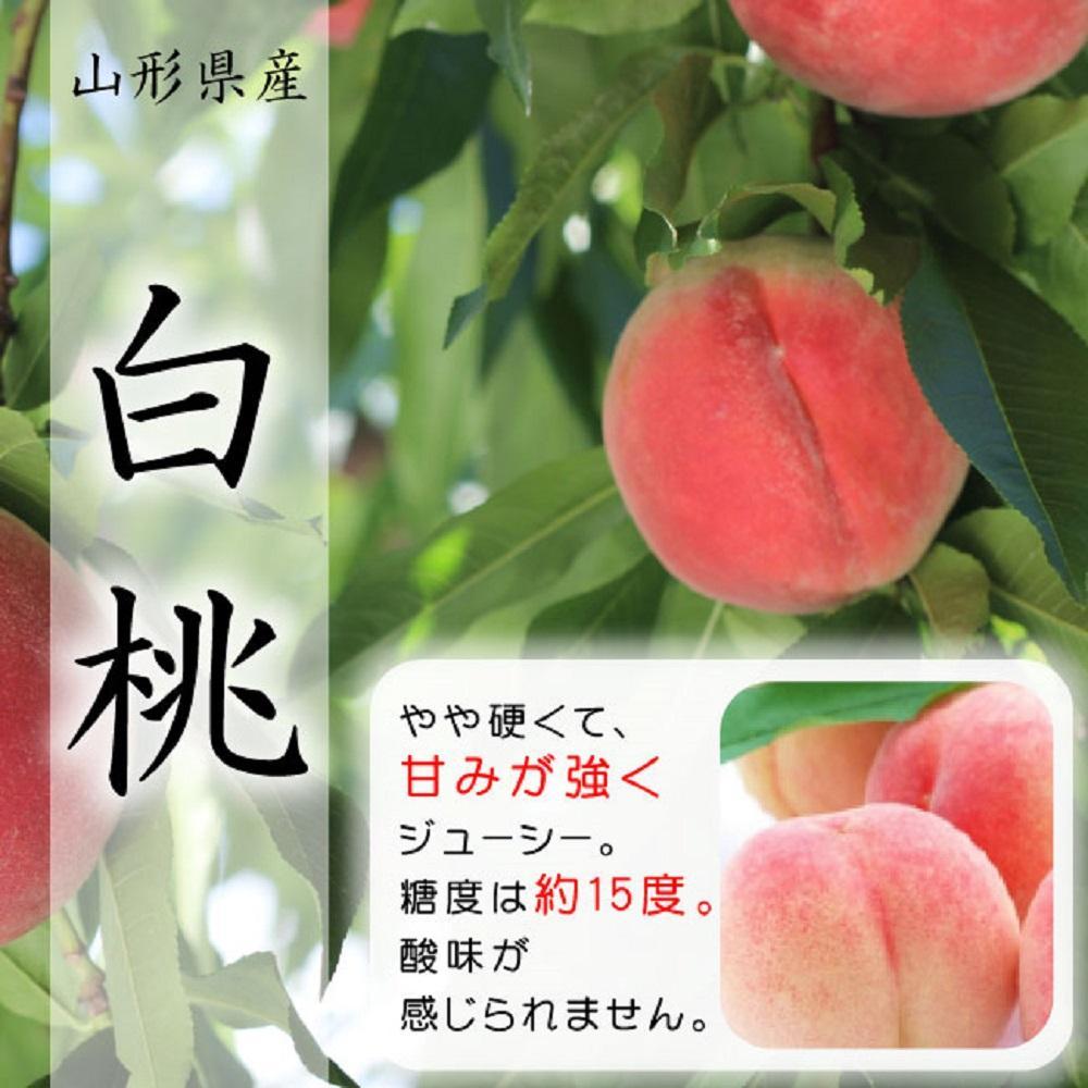 【令和7年産先行受付】山形県産白桃秀品　約5kg※品種おまかせ 軟らかくなる桃　12玉～20玉　あかつき 川中島白桃 伊達白桃他