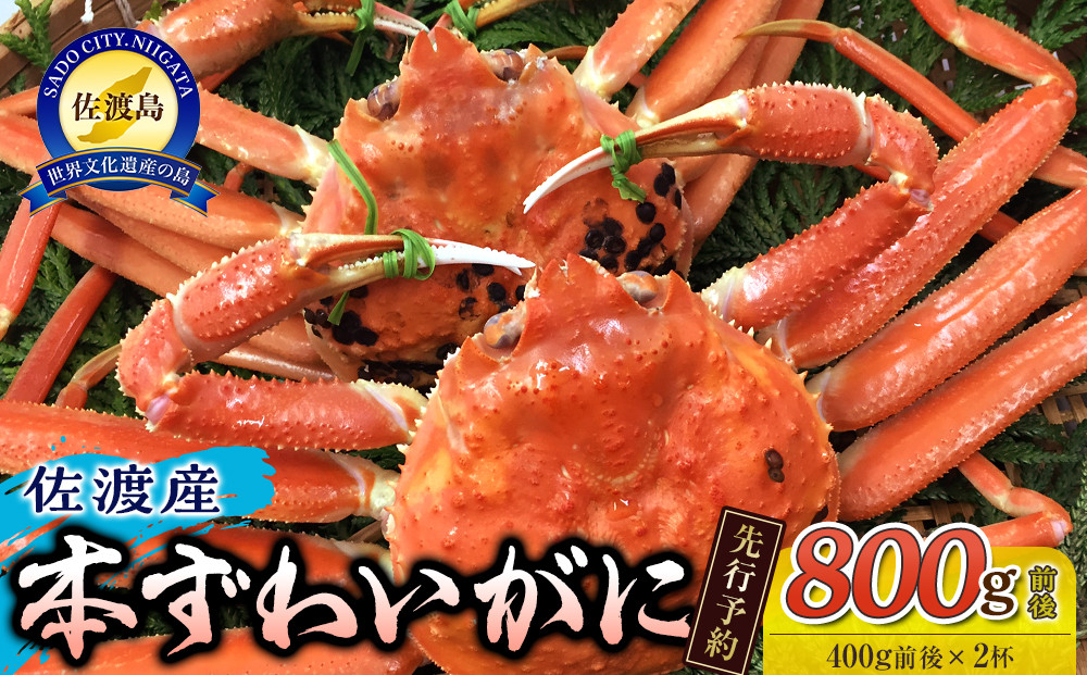 【先行予約】【令和8年1月中旬以降発送】佐渡産 本ずわいがに 800g前後（400g前後×2杯）