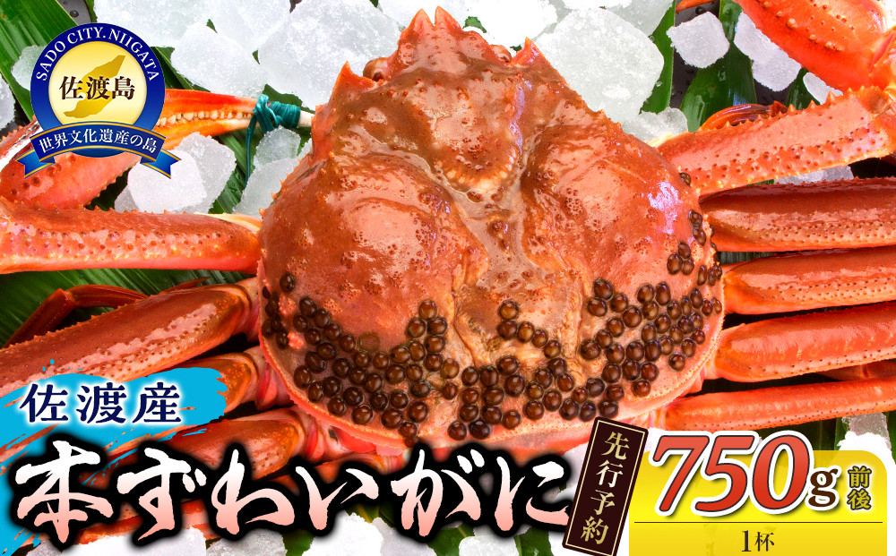 【先行予約】【令和8年1月中旬以降発送】佐渡産 本ずわいがに 750g前後 1杯