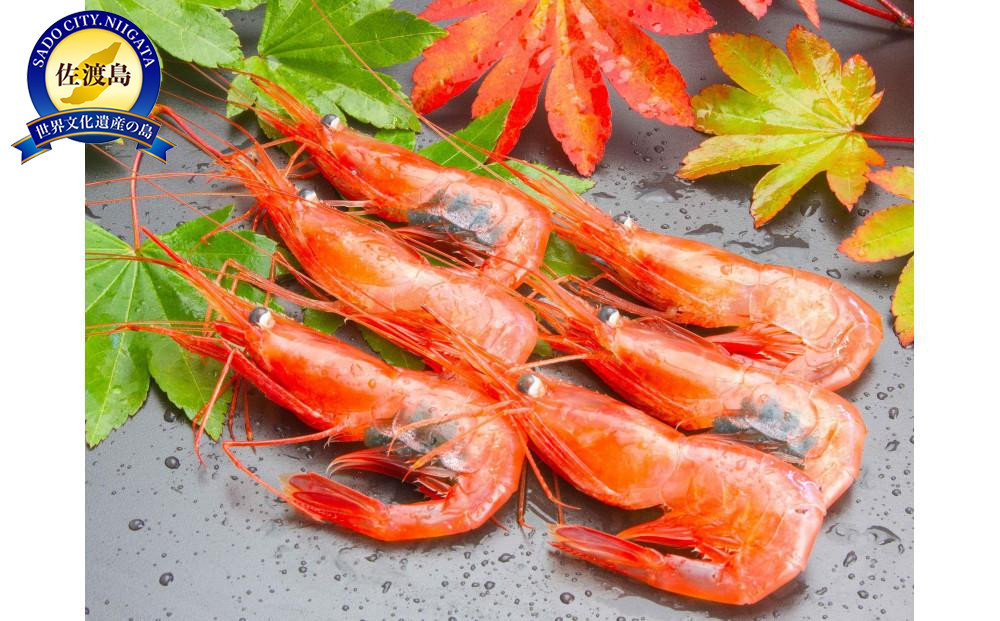 佐渡産 チルド 南蛮エビ（甘エビ） 500ｇ