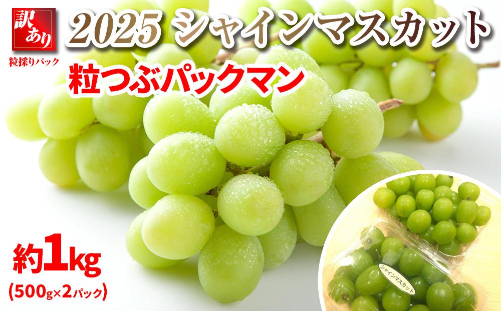 【先行予約】2025  シャインマスカット　粒つぶパックマン【訳ありパック】 2パック　約1キロ　長野県産【10月中旬頃～順次発送予定 】国際特許有機肥料栽培