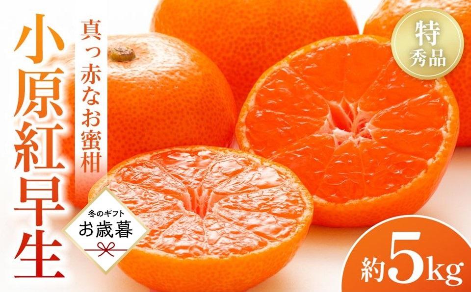 【お歳暮ギフト】特秀品！真っ赤なお蜜柑「小原紅早生」約5kg