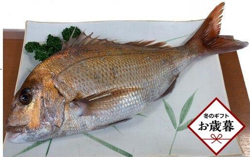 【お歳暮ギフト】天然真鯛&nbsp;刺身用（4人～5人前）