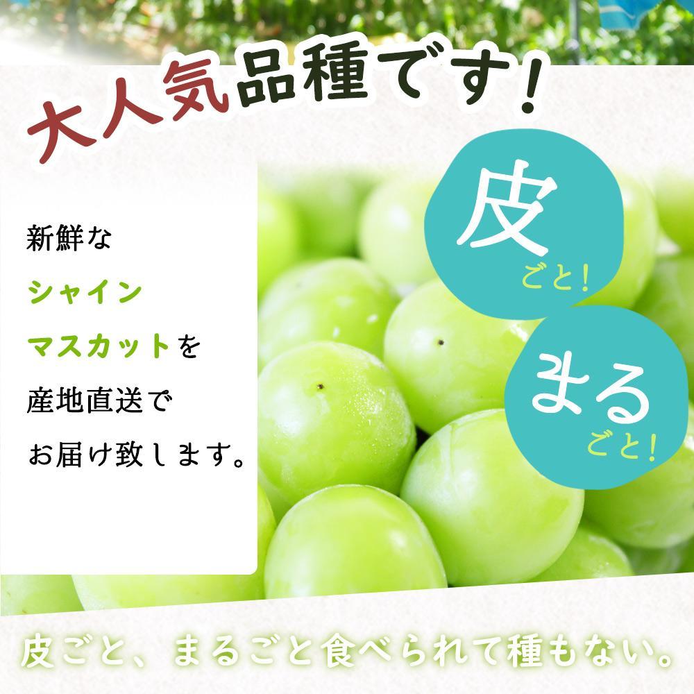 紀州和歌山産 シャインマスカット2房（約1kg〜1.4kg）【UT120】 | JTB 