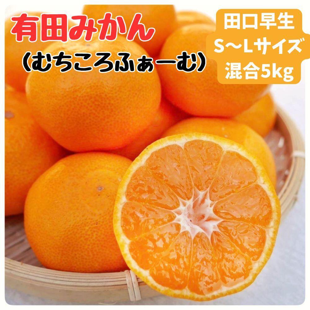 有田みかん 早生S～Lサイズ混合 約5kg