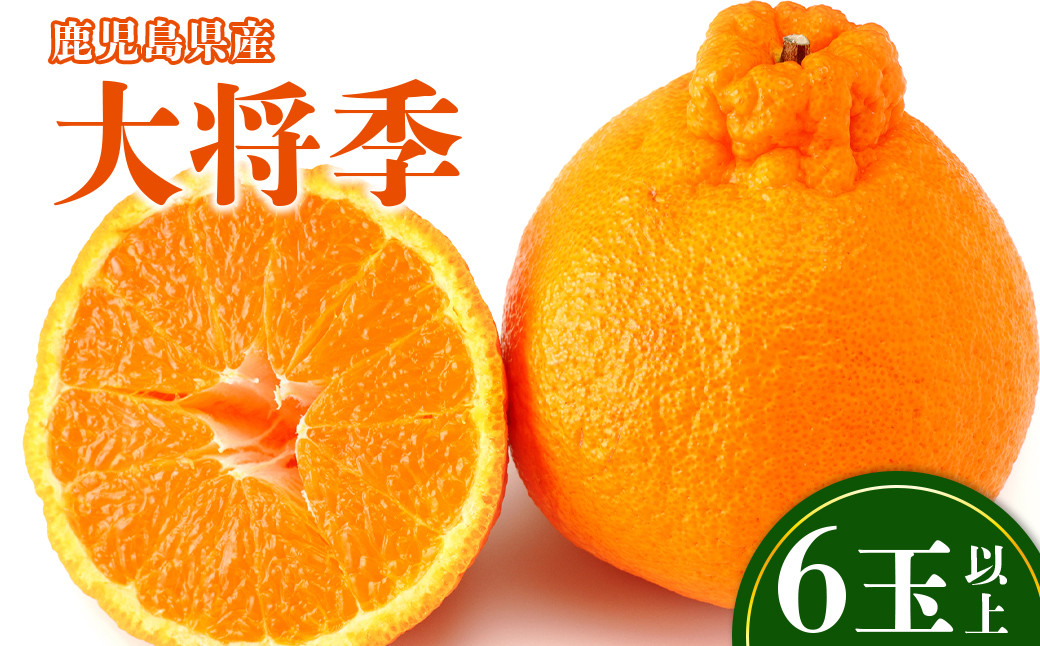 老舗青果店の贈答用  大将季 6玉以上