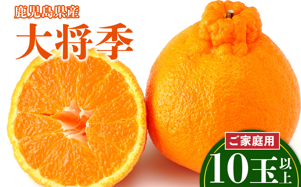 老舗青果店のご家庭用　大将季　10玉以上