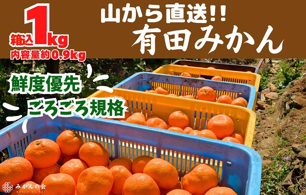 みかん 山から直送 箱込 約1kg(内容量約 0.9kg) サイズミックス 和歌山県産 産地直送 家庭用［2025年11月中旬より2026年1月中旬頃順次出荷予定］［みかんの会］みかん 果物 みかん フルーツ みかん 和歌山 みかん 柑橘類 みかん 和歌山県産 みかん 有田 みかん