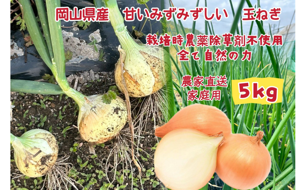甘すぎ新鮮岡山市産&nbsp;玉ねぎ5kg&nbsp;減化学肥料&nbsp;家庭用&nbsp;タマネギ&nbsp;生食&nbsp;健康&nbsp;野菜&nbsp;食品&nbsp;栽培期間中農薬・除草剤不使用全て自然の力健康野菜&nbsp;訳あり(サイズ混合)