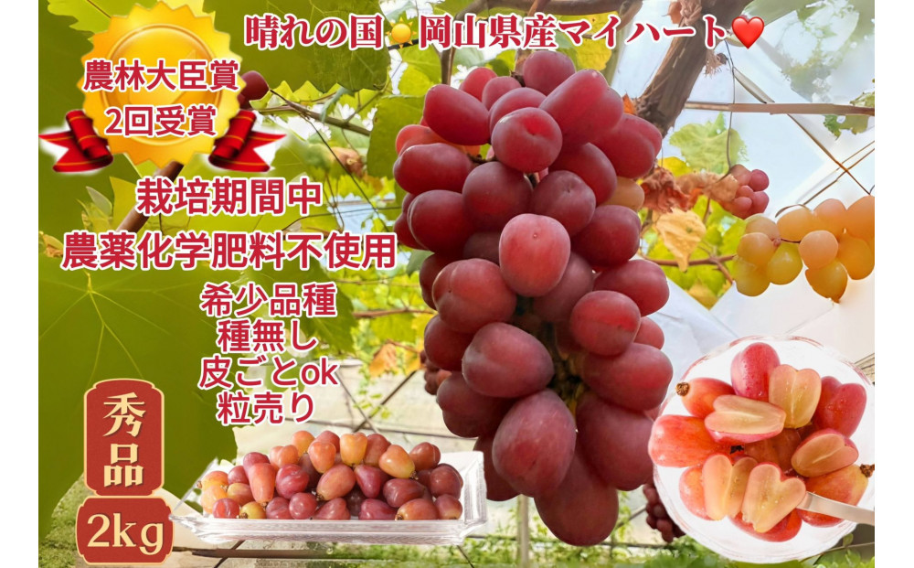 ぶどう&nbsp;2026年&nbsp;&nbsp;マイハート&nbsp;秀品&nbsp;粒だけ&nbsp;約2kg&nbsp;岡山&nbsp;国産&nbsp;果物&nbsp;フルーツ&nbsp;&nbsp;2026年8月中旬から発送