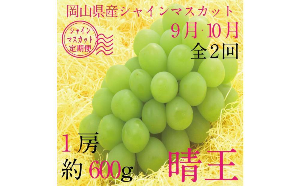 [HS]【定期便 全2回】ぶどう 2025年 先行予約 9月・10月発送 シャイン マスカット 晴王 1房 約600g【ブドウ 葡萄  岡山県産 国産 フルーツ 果物 ギフト】