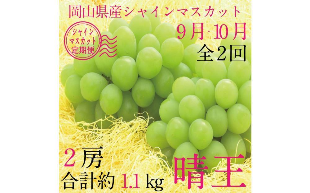 [HS]【定期便 全2回】ぶどう 2025年 先行予約 9月・10月発送 シャイン マスカット 晴王 2房（合計約1.1kg）【ブドウ 葡萄  岡山県産 国産 フルーツ 果物 ギフト】