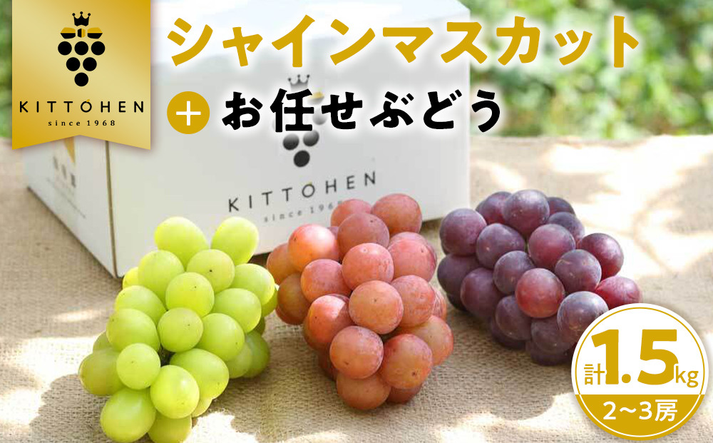 【2026年発送】シャインマスカット＋お任せぶどう&nbsp;約1.5kg（2～3房）