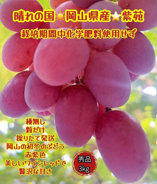 ぶどう 2025年 先行予約 紫苑 秀品 粒だけ 約3kg 岡山 国産 果物 フルーツ  2025年10月上旬から発送