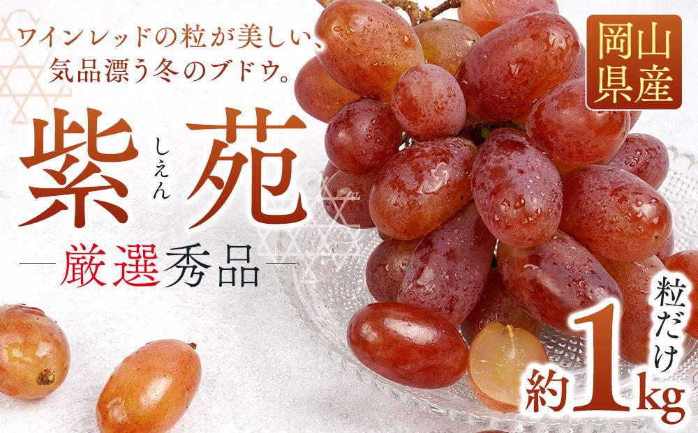 ぶどう&nbsp;2026年&nbsp;&nbsp;紫苑&nbsp;しえん厳選&nbsp;秀品&nbsp;粒だけ&nbsp;約1kg&nbsp;&nbsp;家庭用&nbsp;ギフト&nbsp;農林大臣賞2回受賞&nbsp;&nbsp;贈答用&nbsp;贈り物&nbsp;岡山&nbsp;果物&nbsp;フルーツ&nbsp;&nbsp;採りたて発送&nbsp;農家直送&nbsp;数量限定&nbsp;新鮮&nbsp;10月上旬から発送