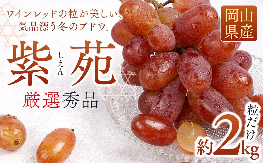 ぶどう&nbsp;2026年&nbsp;&nbsp;紫苑&nbsp;しえん厳選&nbsp;秀品&nbsp;粒だけ&nbsp;約2kg&nbsp;家庭用&nbsp;ギフト&nbsp;農林大臣賞2回受賞&nbsp;&nbsp;贈答用&nbsp;贈り物&nbsp;岡山&nbsp;果物&nbsp;フルーツ&nbsp;&nbsp;採りたて発送&nbsp;農家直送&nbsp;数量限定&nbsp;新鮮&nbsp;10月上旬から発送