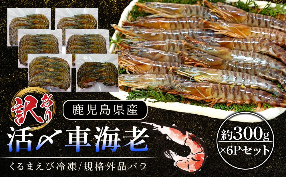 活き〆冷凍車海老 規格外品バラ　約300g×6Pセット【エビ えび 海老 車海老 くるまえび クルマエビ 規格外 バラ 規格外品 冷凍 活き 新鮮 急速冷凍 海産物 天ぷら 塩焼 バーベキュー 国産 ギフト 真空パック 真空 養殖 九州産 鹿児島県 種子島 中種子町 ふるさと納税 送料無料 BF003】