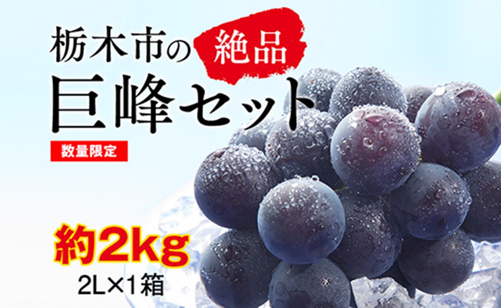 【2025年夏発送分先行受付 / 数量限定】栃木市の絶品「巨峰」セット　2L（約2kg）×1箱（2025年8月下旬～9月上旬発送予定）【フルーツ 果物 くだもの 食品 人気 おすすめ 送料無料】