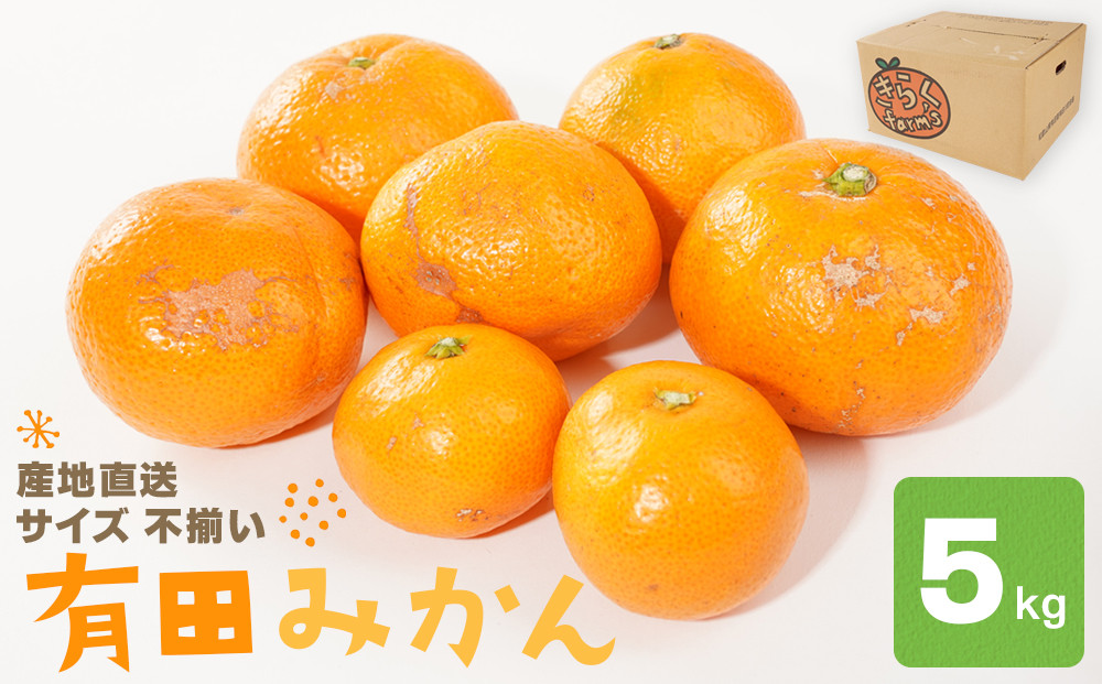 産地直送 有田みかん サイズ 不揃い 約5kg 喜楽farms 【2025年11月以降順次発送】