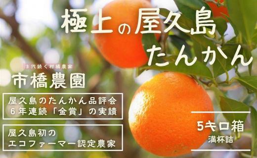 ＜先行予約／数量限定＞【市橋農園】屋久島産たんかん・5キロ箱（秀品／ご贈答としても)