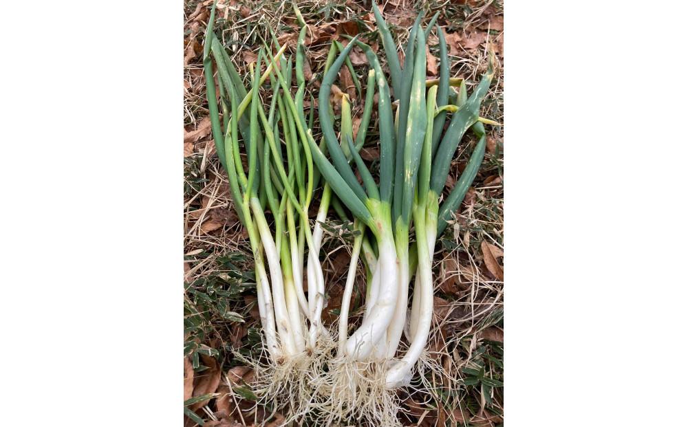 ●白ネギ●突き抜ける香りと風味！固定種・&nbsp;栽培期間中農薬・化学肥料不使用！！約2000g