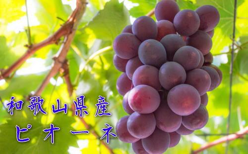 和歌山のピオーネ　約1.2kg(2～3房)&nbsp;※2025年8月下旬～9月下旬頃発送予定|&nbsp;先行予約&nbsp;ぶどう&nbsp;葡萄&nbsp;果物&nbsp;フルーツ&nbsp;甘い【MS101】