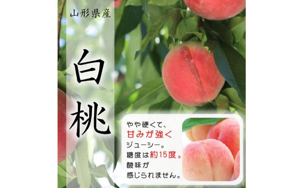 【令和7年産先行受付】山形県中山町産白桃秀品5kg※品種おまかせ 軟らかくなる桃　12玉～20玉　あかつき 川中島白桃 伊達白桃他