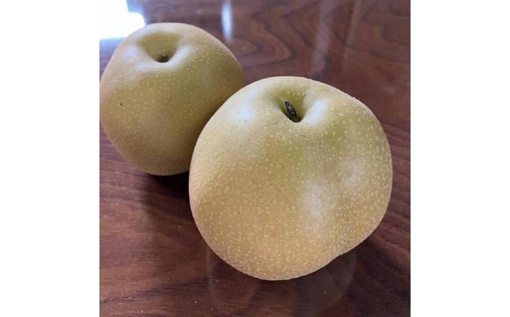 『令和8年産先行受付』　山形県産和梨　6玉※品種おまかせ　秀品　