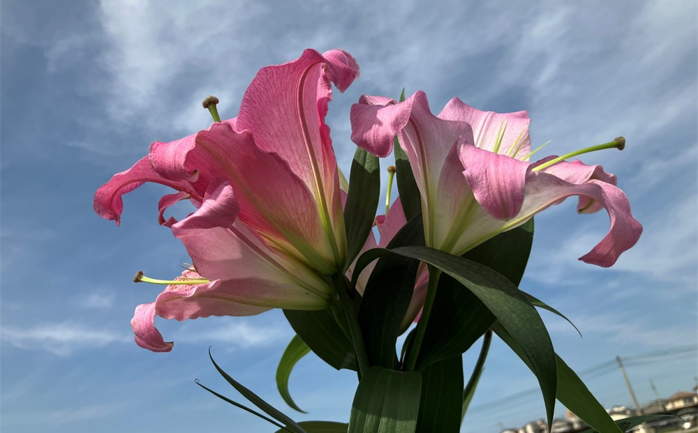 百合&nbsp;マスター（ピンク）30輪