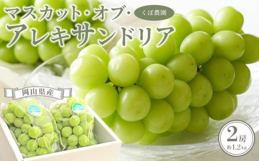 岡山県産 マスカット・オブ・アレキサンドリア 2房 約1.2kg くぼ農園