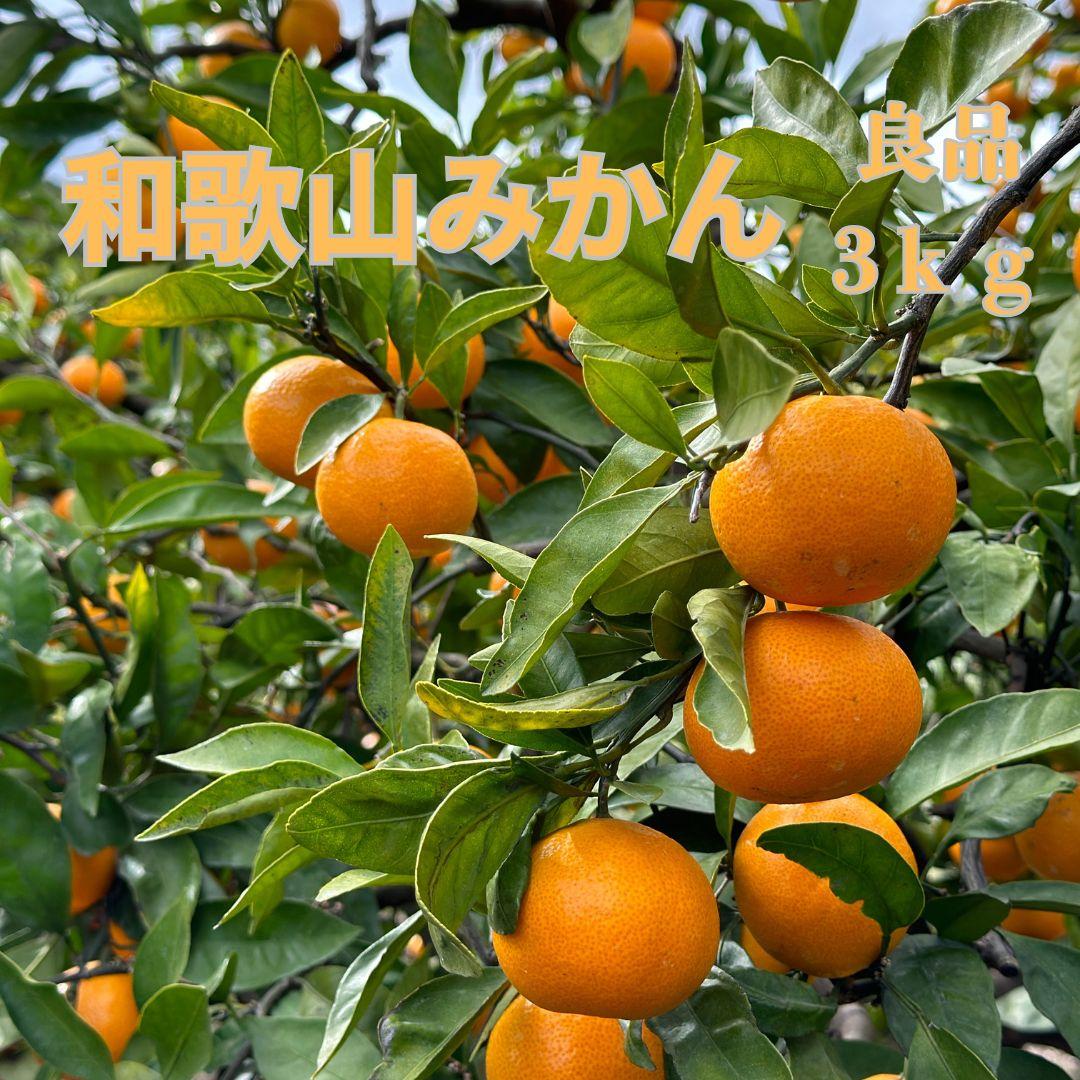 和歌山県海南市産みかん 良品 約3kg（サイズ2S～2L）【red5】