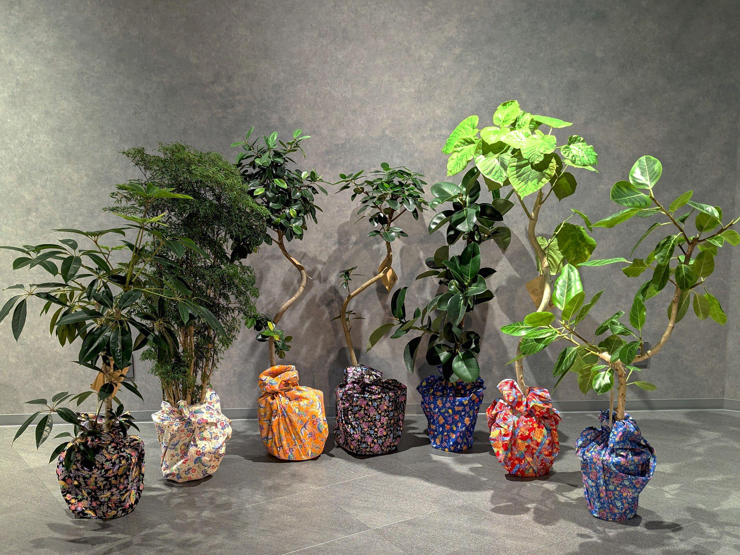 【5本セット】国内産 亜熱帯観葉植物 人気のフィカス・ウンベラータなど 8号 丸鉢 沖縄柄飾り布つき｜沖縄　那覇市　観葉植物  植物 プランター 人気 亜熱帯 雑貨 日用品 花 植木鉢 盆栽