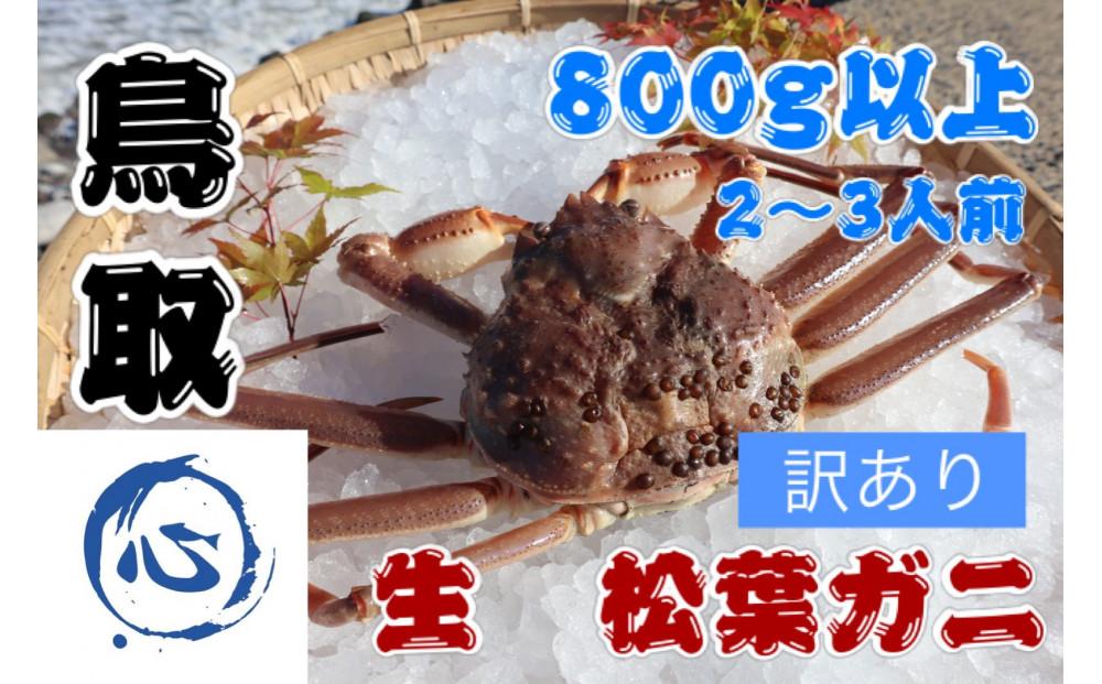 【先行予約】鳥取県産　生　松葉ガニ訳アリ(800g）（2～3人前）