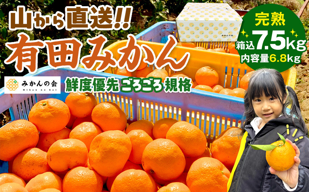 【年末発送指定】【12月25日～12月29日配送】みかん 山から直送 箱込 7.5kg ( 内容量約 6.8kg ) 鮮度優先ごろごろ規格 和歌山県産 産地直送 家庭用【みかんの会】
