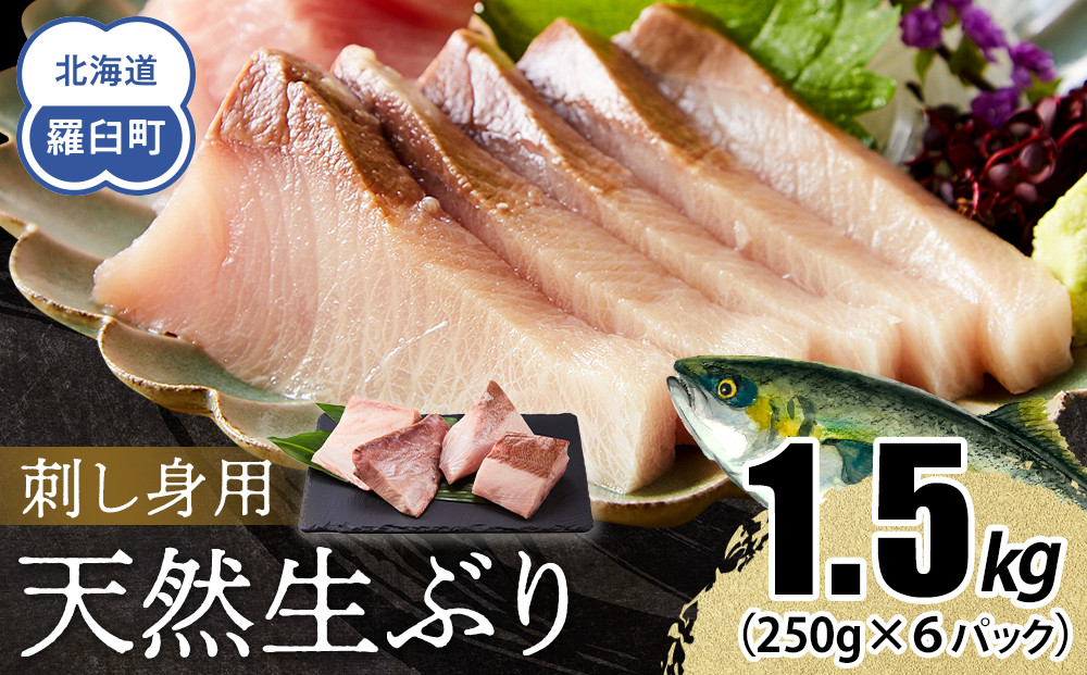 【2026年3月発送】北海道 知床羅臼産 天然ぶり刺身 1.5kg (250g×6パック) 魚 海産物 魚介 魚介類 ブリ 鰤 刺身 ご飯のお供 冷凍 生産者 支援 応援