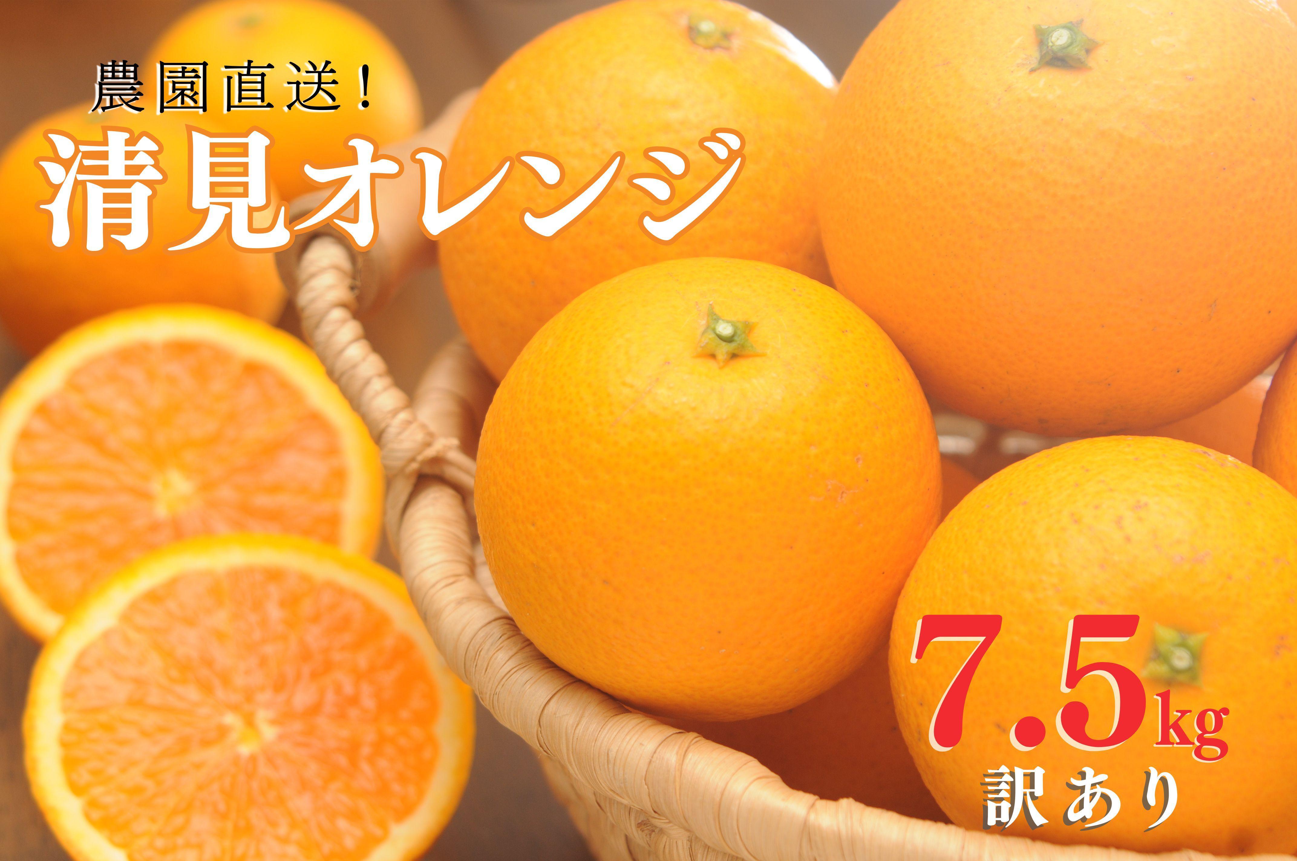 清見オレンジ 約7.5kg（大小混合）《ご家庭用》ちょっと訳あり【北海道・沖縄県・一部離島 配送不可】