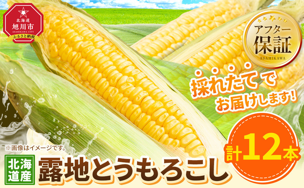 【26年先行予約】露地とうもろこし　合計12本　2026年8月中旬から発送開始予定&nbsp;【とうもろこし&nbsp;人気&nbsp;北海道産&nbsp;糖度&nbsp;生&nbsp;野菜&nbsp;スイートコーン&nbsp;産地直送&nbsp;バーベキュー&nbsp;BBQ&nbsp;コーン&nbsp;旬&nbsp;お取り寄せ&nbsp;旭川市&nbsp;北海道&nbsp;】_04755
