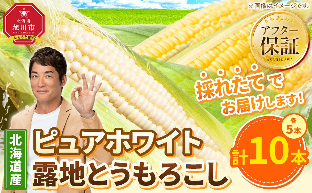 【26年先行予約】ピュアホワイト5本・露地とうもろこし5本　合計10本　2026年8月中旬から発送開始予定 【 白いとうもろこし 人気 北海道産 糖度 生 野菜 スイートコーン 産地直送 バーベキュー BBQ コーン 旬 お取り寄せ 旭川市 北海道 】_04756