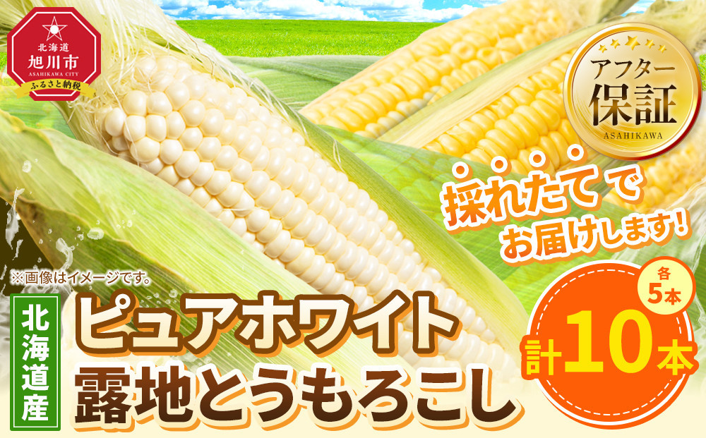 【26年先行予約】ピュアホワイト5本・露地とうもろこし5本　合計10本　2026年8月中旬から発送開始予定&nbsp;【&nbsp;白いとうもろこし&nbsp;人気&nbsp;北海道産&nbsp;糖度&nbsp;生&nbsp;野菜&nbsp;スイートコーン&nbsp;産地直送&nbsp;バーベキュー&nbsp;BBQ&nbsp;コーン&nbsp;旬&nbsp;お取り寄せ&nbsp;旭川市&nbsp;北海道&nbsp;】_04756