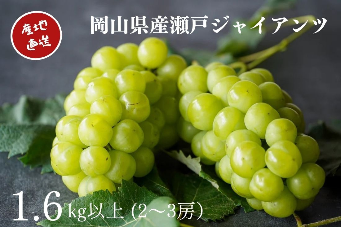 厳選&nbsp;瀬戸ジャイアンツ&nbsp;2～3房&nbsp;合計1.6kg以上&nbsp;産地直送&nbsp;朝採れ&nbsp;ぶどう&nbsp;葡萄&nbsp;Kawahara&nbsp;Green&nbsp;Farm&nbsp;岡山県産&nbsp;2026年