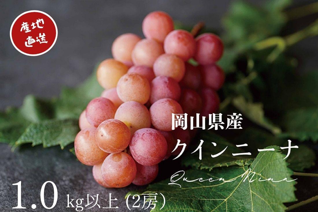 厳選&nbsp;クイーンニーナ&nbsp;1.0kg以上&nbsp;2房&nbsp;産地直送&nbsp;朝採れ&nbsp;ぶどう&nbsp;葡萄&nbsp;KAWAHARA&nbsp;Green&nbsp;Farm&nbsp;岡山県産&nbsp;2026年