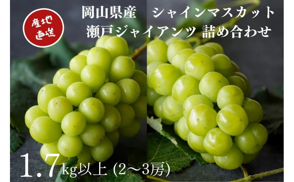 厳選&nbsp;シャインマスカット・瀬戸ジャイアンツ&nbsp;2～3房&nbsp;合計1.7kg以上&nbsp;詰合せ&nbsp;産地直送&nbsp;朝採れ&nbsp;ぶどう&nbsp;葡萄&nbsp;Kawahara&nbsp;Green&nbsp;Farm&nbsp;岡山県産&nbsp;2026年&nbsp;|&nbsp;フルーツ&nbsp;果物&nbsp;くだもの&nbsp;厳選&nbsp;&nbsp;シャインマスカット&nbsp;マスカット&nbsp;瀬戸ジャイアンツ&nbsp;朝採れ&nbsp;ぶどう&nbsp;ブドウ&nbsp;葡萄&nbsp;詰め合わせ&nbsp;セット&nbsp;フルーツ詰め合わせ&nbsp;産地直送&nbsp;岡山&nbsp;岡山県産&nbsp;国産&nbsp;ギフト&nbsp;プレゼント&nbsp;贈答用&nbsp;果物&nbsp;果物セット&nbsp;フルーツセット&nbsp;シャインマスカット&nbsp;葡萄&nbsp;ぶどう&nbsp;ブドウ
