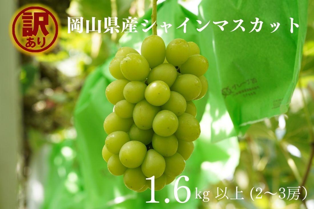 家庭用&nbsp;シャインマスカット&nbsp;2～3房&nbsp;合計1.6kg以上&nbsp;産地直送&nbsp;朝採れ&nbsp;ぶどう&nbsp;葡萄&nbsp;シャイン&nbsp;マスカット&nbsp;岡山&nbsp;Kawahara&nbsp;Green&nbsp;Farm　岡山県産&nbsp;2026年&nbsp;|&nbsp;フルーツ&nbsp;果物&nbsp;くだもの&nbsp;訳あり&nbsp;シャインマスカット&nbsp;マスカット&nbsp;朝採れ&nbsp;ぶどう&nbsp;ブドウ&nbsp;葡萄&nbsp;産地直送&nbsp;岡山&nbsp;岡山県産&nbsp;国産&nbsp;果物&nbsp;訳あり&nbsp;フルーツ&nbsp;シャインマスカット&nbsp;葡萄&nbsp;ぶどう&nbsp;ブドウ&nbsp;マスカット