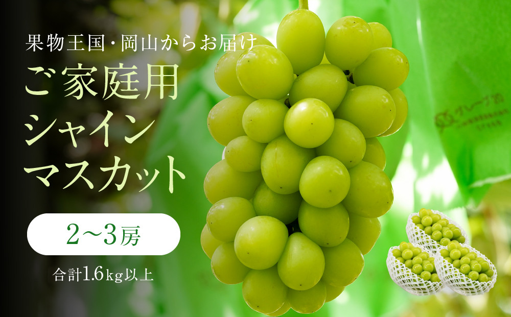 家庭用&nbsp;シャインマスカット&nbsp;2～3房&nbsp;合計1.6kg以上&nbsp;産地直送&nbsp;朝採れ&nbsp;ぶどう&nbsp;葡萄&nbsp;シャイン&nbsp;マスカット&nbsp;岡山&nbsp;Kawahara&nbsp;Green&nbsp;Farm　岡山県産&nbsp;2026年&nbsp;|&nbsp;フルーツ&nbsp;果物&nbsp;くだもの&nbsp;訳あり&nbsp;シャインマスカット&nbsp;マスカット&nbsp;朝採れ&nbsp;ぶどう&nbsp;ブドウ&nbsp;葡萄&nbsp;産地直送&nbsp;岡山&nbsp;岡山県産&nbsp;国産&nbsp;果物&nbsp;訳あり&nbsp;フルーツ&nbsp;シャインマスカット&nbsp;葡萄&nbsp;ぶどう&nbsp;ブドウ&nbsp;マスカット