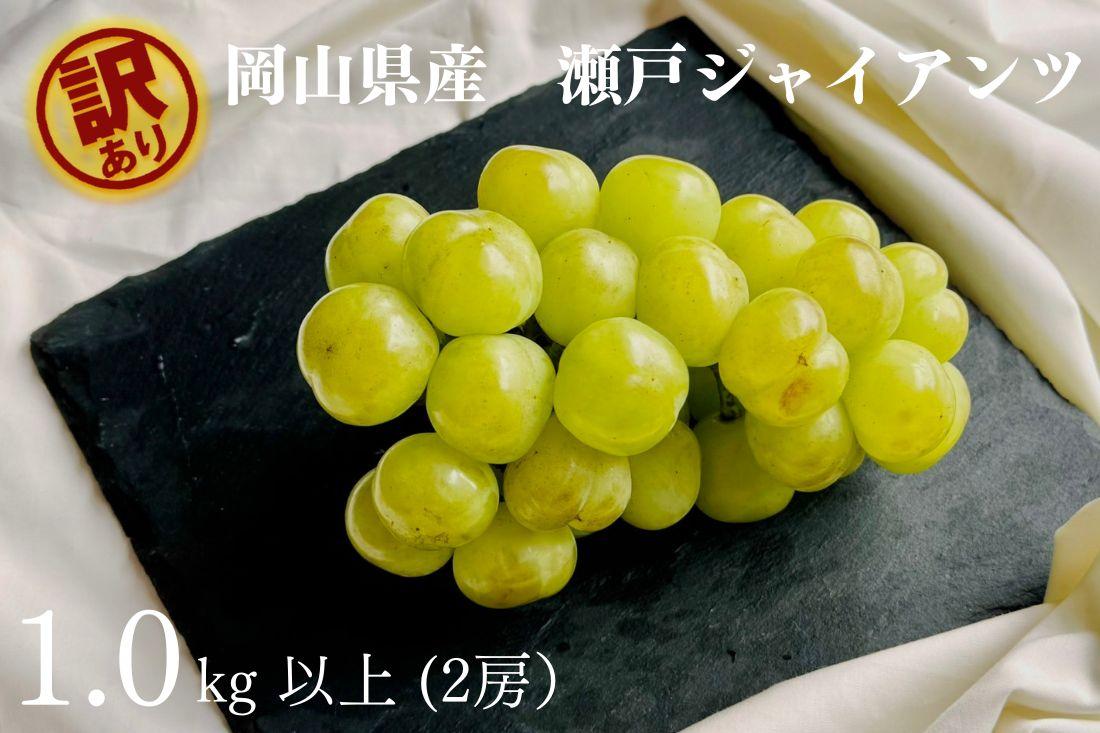 家庭用&nbsp;瀬戸ジャイアンツ　2房&nbsp;合計1.0kg以上&nbsp;産地直送&nbsp;朝採れ&nbsp;ぶどう&nbsp;葡萄&nbsp;岡山&nbsp;Kawahara&nbsp;Green&nbsp;Farm　岡山県産&nbsp;2026年