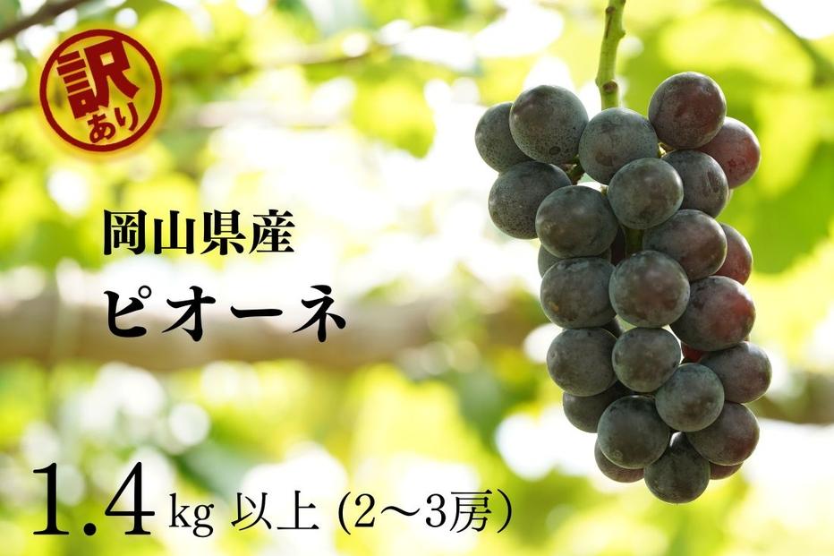 家庭用&nbsp;ニューピオーネ　2～3房&nbsp;合計1.4kg以上&nbsp;産地直送&nbsp;朝採れ&nbsp;ぶどう&nbsp;葡萄&nbsp;岡山&nbsp;Kawahara&nbsp;Green&nbsp;Farm　岡山県産&nbsp;2026年